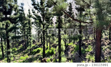 A stunning Serene Pine Forest Landscape inviting exploration and connection with nature 130115991