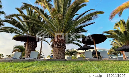 Enjoy lovely Palm Trees and Lounge Chairs at a Scenic Resort that invites relaxation Enjoy lovely Palm Trees and Lounge Chairs at a Scenic Resort that invites relaxation 130115995