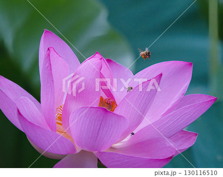 蓮の花とミツバチ 130116510