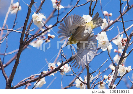 白い梅の花を飛ぶメジロ 130116511