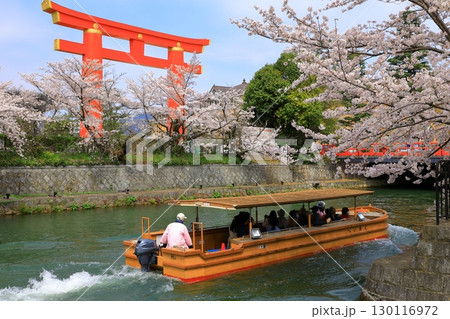 平安神宮　大鳥居と満開の桜 130116972