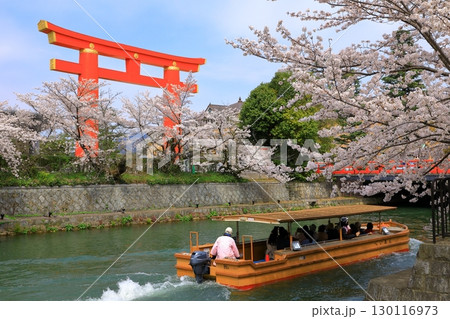 平安神宮　大鳥居と満開の桜 130116973