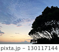 大きな木のシルエットと夕暮れの空 130117144