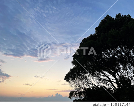 大きな木のシルエットと夕暮れの空 130117144