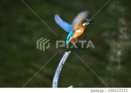 カワセミが飛翔する瞬間 130117172