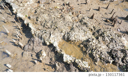 Close-up of a mudflat at low tide with mangrove roots and shells Close-up of a mudflat at low tide with mangrove roots and shells 130117361