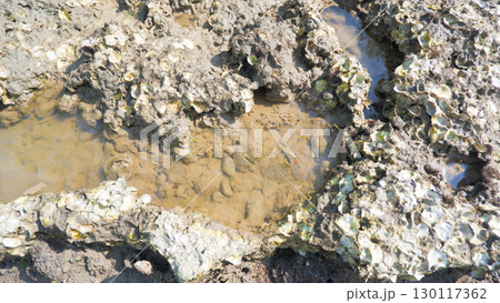 Close-up of a mudflat with shells and tidal pools 130117362