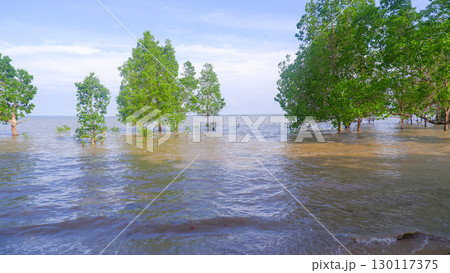 Lush mangrove trees growing in the sea on a bright day Lush mangrove trees growing in the sea on a bright day 130117375