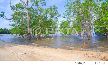 Mangrove trees growing at the edge of a sandy tropical beach Mangrove trees growing at the edge of a sandy tropical beach 130117384