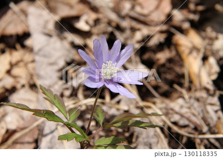 キクザキイチゲの花 130118335