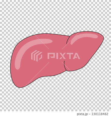 肝臓のイラスト 130118482