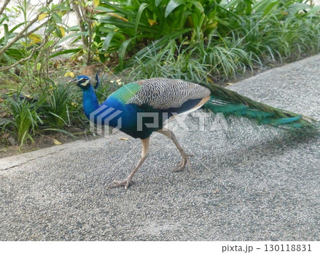 鳥 動物 動物学 130118831