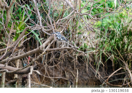 Pied kingfisher perched on a tree 130119038