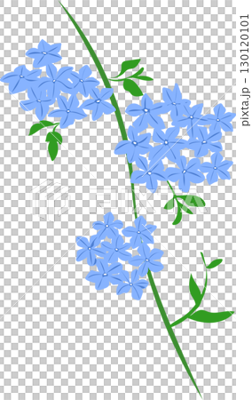 白花丹花的插圖 白花丹花的插圖 130120101