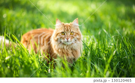 A domestic tabby kitten with big eyes lies in the tall grass 130120465