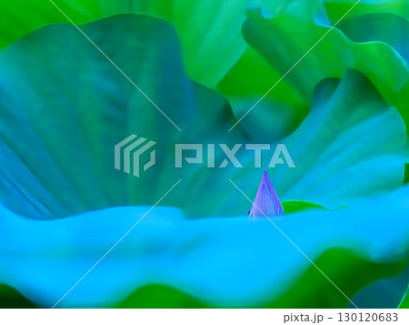 蓮の葉に隠れる蕾 130120683