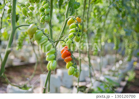 Smart farming techniques hydroponic salad vegetables technology tomato red green ensuring fresh sustainable produce agriculture promotes healthy eating support farmer living local community non gmo Smart farming techniques hydroponic salad vegetables technology tomato red green ensuring fresh sustainable produce agriculture promotes healthy eating support farmer living local community non gmo 130120700