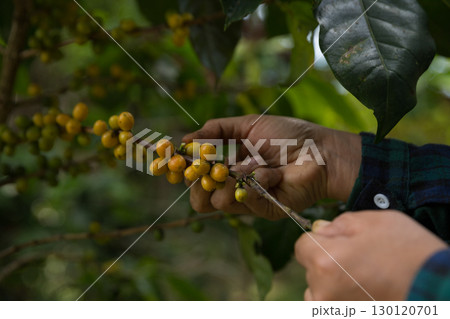 Farmer concept harvest hand ripe coffee seed robusta arabica berry close up fresh green leaf bean picking orange crop red yellow berries raw plant tree farm growth blur background eco organic garden 130120701