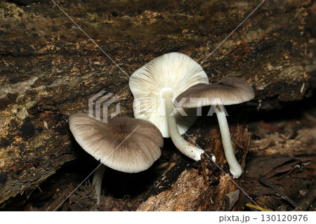 森の中に灰白色のウラベニガサ属キノコ（カサ・ヒダ・柄入り自然環境下菌・キノコ類マクロ撮影） 130120976