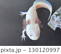 ウーパールーパー 130120997