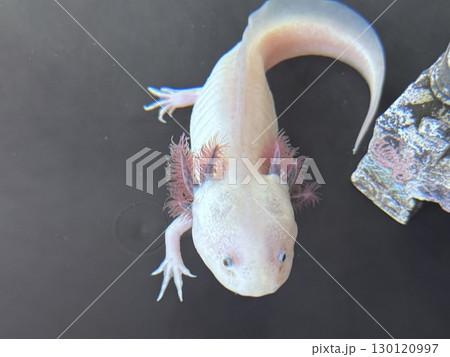 ウーパールーパー ウーパールーパー 130120997