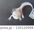 ウーパールーパー 130120998