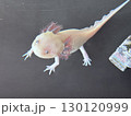 ウーパールーパー 130120999