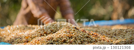 Close up smart farmer techniques hand coffee bean machinery roast apparatus dry sunlight tool sunbeam sunray sunshine fresh garden produce agriculture promotes farmer concept farm blur background Close up smart farmer techniques hand coffee bean machinery roast apparatus dry sunlight tool sunbeam sunray sunshine fresh garden produce agriculture promotes farmer concept farm blur background 130121308
