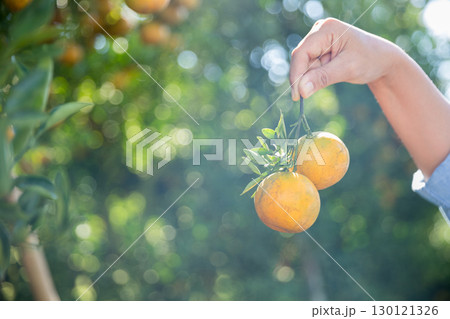 Business farm ripe orange concept farmer hand pick nature fruit citrus orchard mandarin tree growing organic lush leaves background green vibrant garden crop leaf laden branches plant close up growth Business farm ripe orange concept farmer hand pick nature fruit citrus orchard mandarin tree growing organic lush leaves background green vibrant garden crop leaf laden branches plant close up growth 130121326