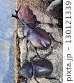 カブトムシのつがい 130121339