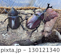 カブトムシのつがい 130121340