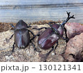 カブトムシのつがい 130121341