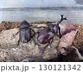 カブトムシのつがい 130121342
