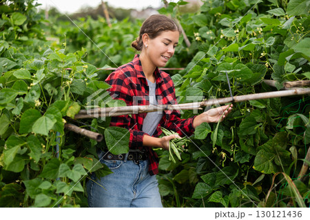 Woman is working in garden between beds, picking ripe beans Woman is working in garden between beds, picking ripe beans 130121436