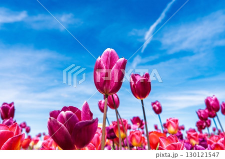 Vibrant Tulip Field Under a Bright Blue Sky A Springtime Floral Extravaganza Vibrant Tulip Field Under a Bright Blue Sky A Springtime Floral Extravaganza 130121547