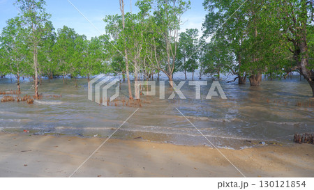 Mangrove trees growing at the edge of a sandy tropical beach 130121854