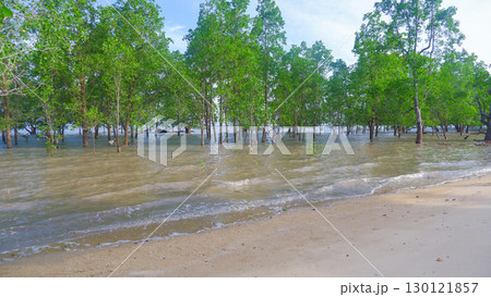 Lush Mangrove Forest on Belo Beach during High Tide 130121857