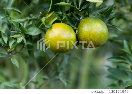 Business concept nature revolves around citrus orchard orange tree are growing, vibrant fruit organic lush leaves creating stunning background, green garden of thriving crop ripe laden with branches Business concept nature revolves around citrus orchard orange tree are growing, vibrant fruit organic lush leaves creating stunning background, green garden of thriving crop ripe laden with branches 130121943