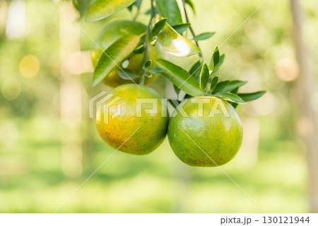 Business concept nature revolves around citrus orchard orange tree are growing, vibrant fruit organic lush leaves creating stunning background, green garden of thriving crop ripe laden with branches 130121944