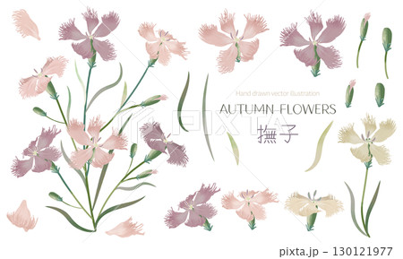水彩で描いた撫子のイラスト素材セット 130121977