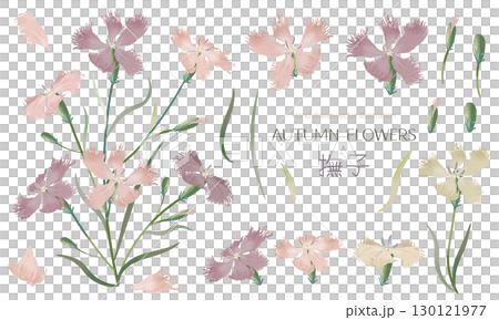 水彩で描いた撫子のイラスト素材セット 130121977