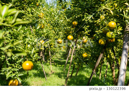 Business concept nature revolves around citrus orchard orange tree are growing, vibrant fruit organic lush leaves creating stunning background, green garden of thriving crop ripe laden with branches Business concept nature revolves around citrus orchard orange tree are growing, vibrant fruit organic lush leaves creating stunning background, green garden of thriving crop ripe laden with branches 130122396