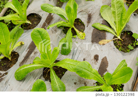 Smart farming techniques hydroponic salad vegetables red oak green lettuce ensuring fresh sustainable produce fresh produce sustainable agriculture promotes healthy eating support local community. 130122398