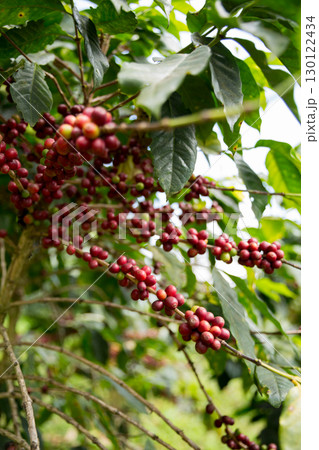 Farmer concept harvest fruit ripe coffee seed robusta arabica berry close up fresh green leaf bean picking orange crop red yellow berries raw plant tree farm growth blur background eco organic garden 130122434
