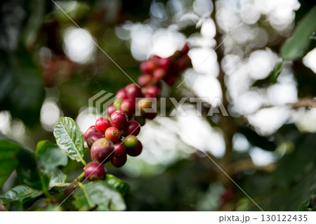 Farmer concept harvest fruit ripe coffee seed robusta arabica berry close up fresh green leaf bean picking orange crop red yellow berries raw plant tree farm growth blur background eco organic garden 130122435