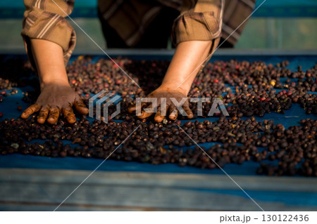 Close up smart farmer techniques hand coffee bean machinery roast apparatus dry sunlight tool sunbeam sunray sunshine fresh garden produce agriculture promotes farmer concept farm blur background 130122436