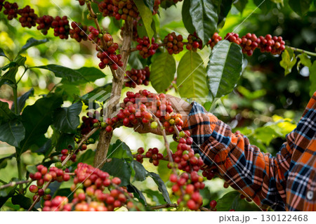 Farmer concept harvest hand ripe coffee seed robusta arabica berry close up fresh green leaf bean picking orange crop red yellow berries raw plant tree farm growth blur background eco organic garden Farmer concept harvest hand ripe coffee seed robusta arabica berry close up fresh green leaf bean picking orange crop red yellow berries raw plant tree farm growth blur background eco organic garden 130122468