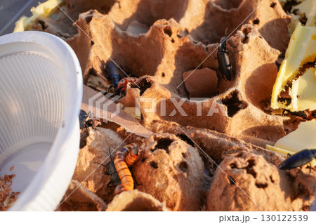 Insects on egg carton with plastic cup 130122539