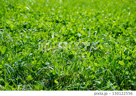 Vibrant green clover and grass glowing in summer daylight outdoors 130122556