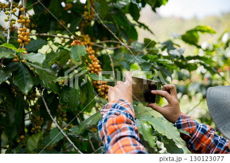 Farmer concept harvest hand ripe coffee seed robusta arabica berry close up fresh green leaf bean picking orange crop red yellow berries raw plant tree farm growth blur background eco organic garden 130123077